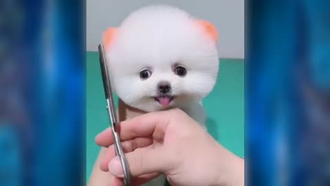 Cute dog video