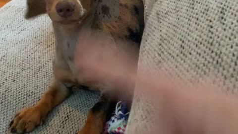 Sassy Dachshund Puppy Attacks Dad's Finger