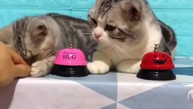 Funny cat videos Ringing bells