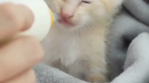 Funny cat