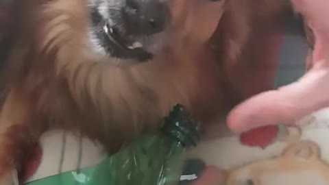 Angry dog gives funny reaction