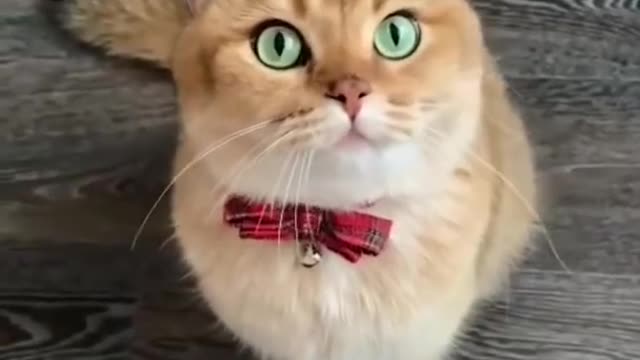 Cute kitten funny videos