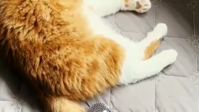 🥰Cute cat😼 funny video😍🥰