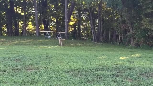 Baby Deer Comes Out Every Morning And Evening To Her Name