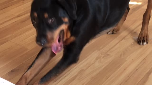 Mondu the Rotty Vocalizes When he Stretches