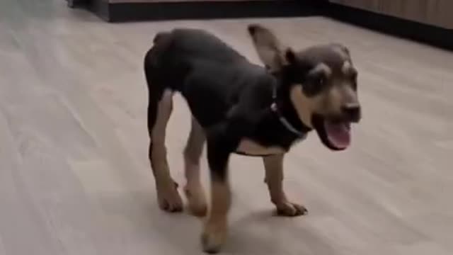 Dancing Dog So Happy