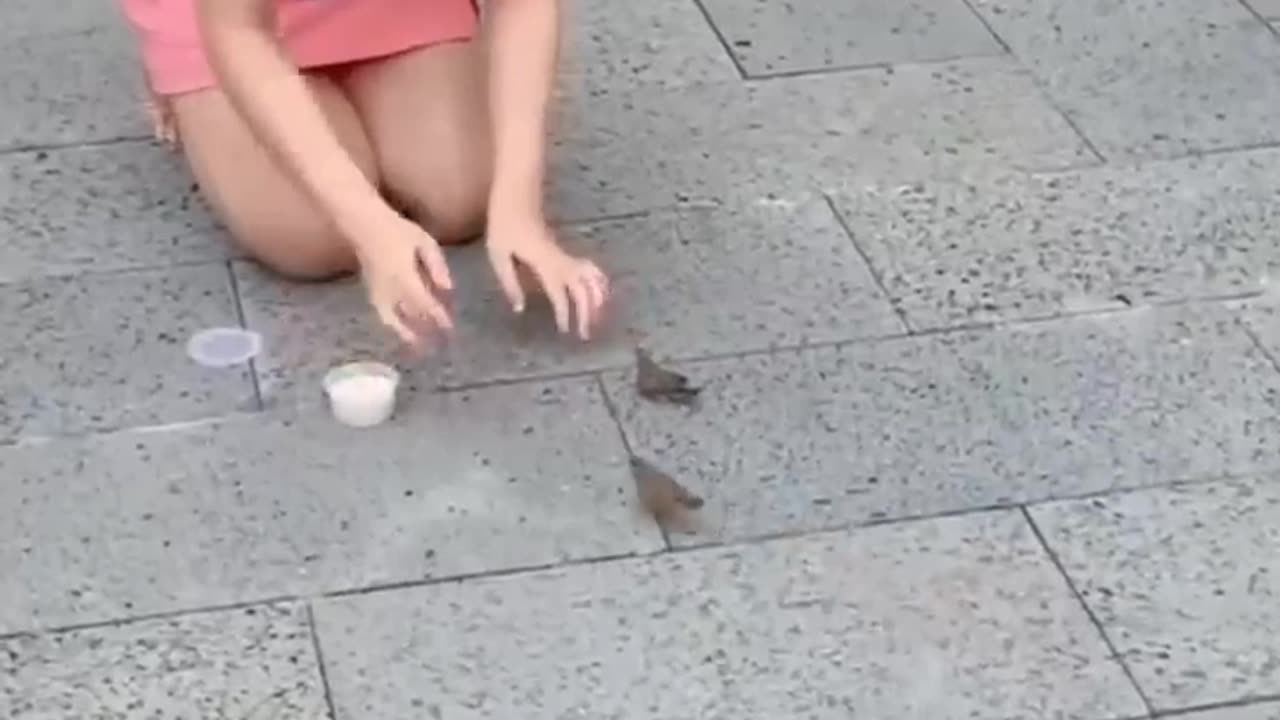 Funny animals compilation