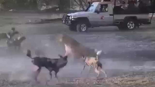 😱Wild Dogs Attack Lion😱