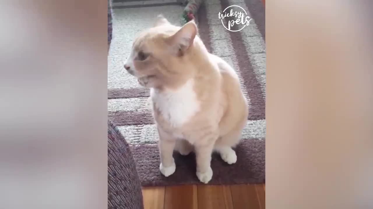 Super Funny Cats and Dogs Reaction to Toys