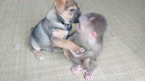 Cute puppy and little monkey take care and love each other 05/06/2021