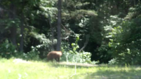 Bear at a camper. Running him off