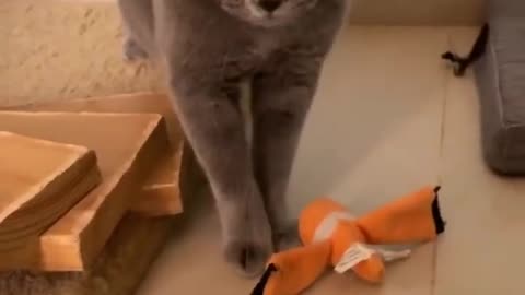 ps😹_ Best #funny Cats #shorts Video😂_ #trending #animals #reels