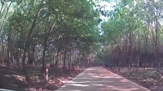 Latex Trees- Seka Thailand