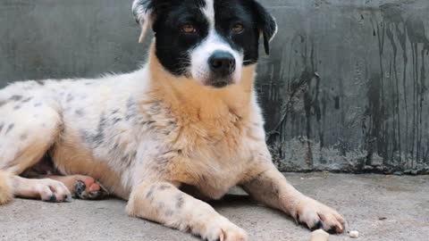 Sad dog in shelter waiting to be rescued and adopted to new home. Shelter for animals concept