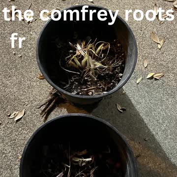 How To Grow Comfrey From Root Cuttings