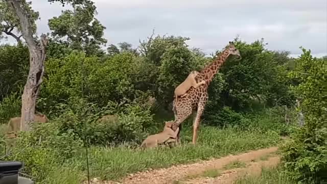 Lion vs giraffe