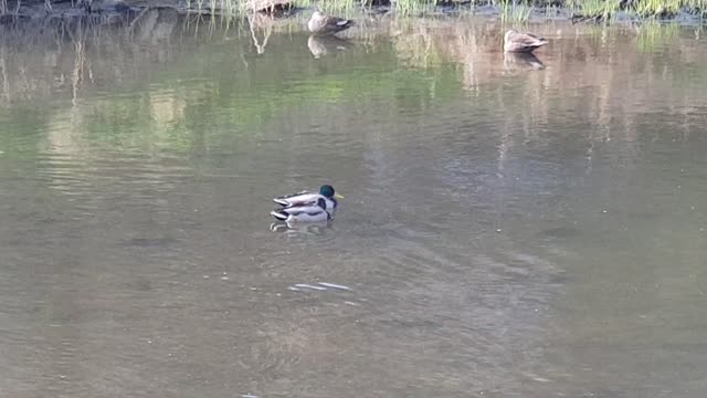 The duck family swimming