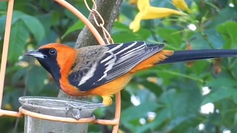 Hooded Oriole