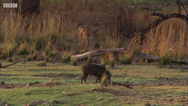 Rare Tiger vs Boar Fight | BBC Earth