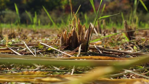 In the fall, when the harvest is done and the rice is cut down, only the stumps remain