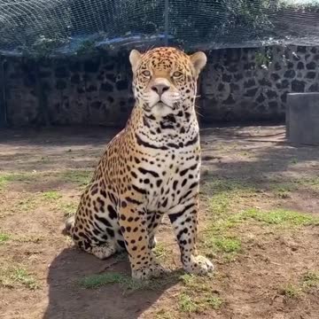 Handsome 😍😍 via black jaguar white tiger