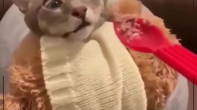 Gatos engracçados