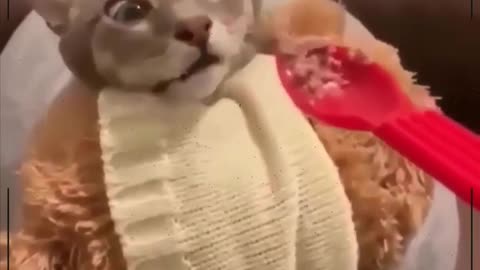 Gatos engracçados