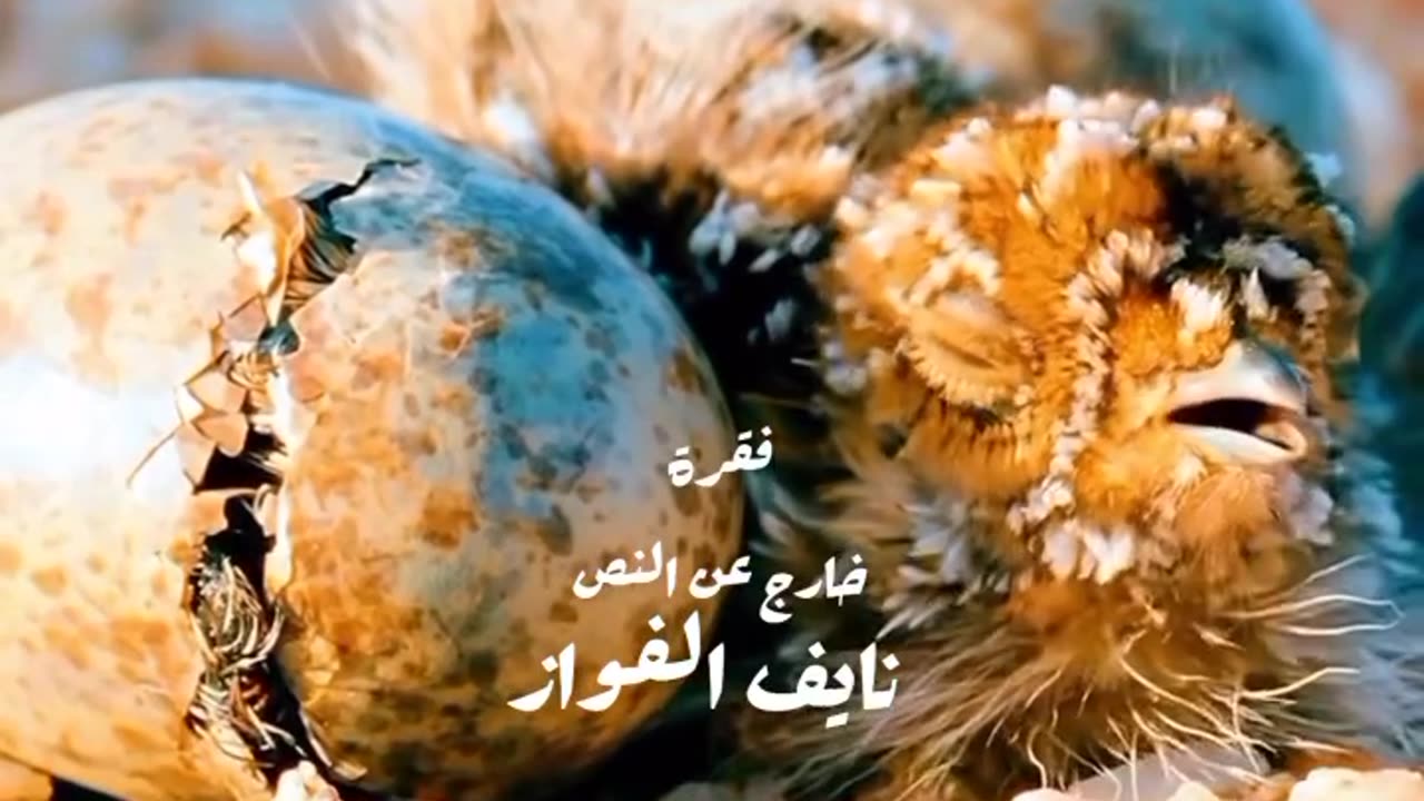 هكذا يقوم ذكر طير البر بجمع المياه ليروي بها أبناءه ..‼️