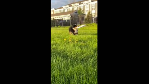 🤣 Funniest 🐶 Dogs and 😻 Cats - Awesome Funny Pet Animals Videos 😇