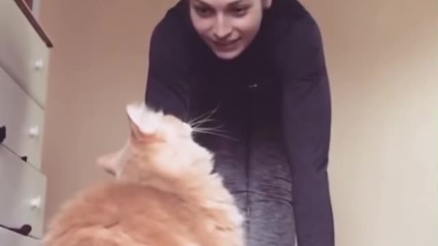 @funny cats #cats funny #try not to laugh