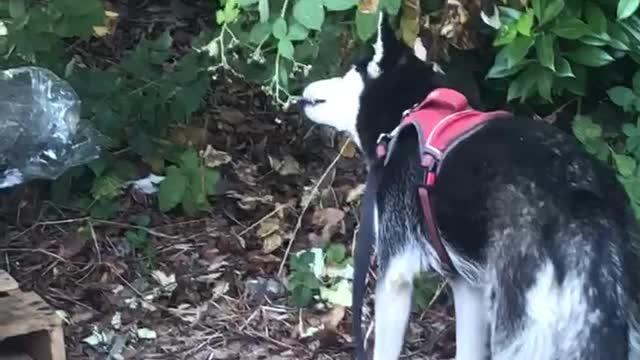 Nova the Husky helping me pick blackberries, she thinks she’s a bear lol