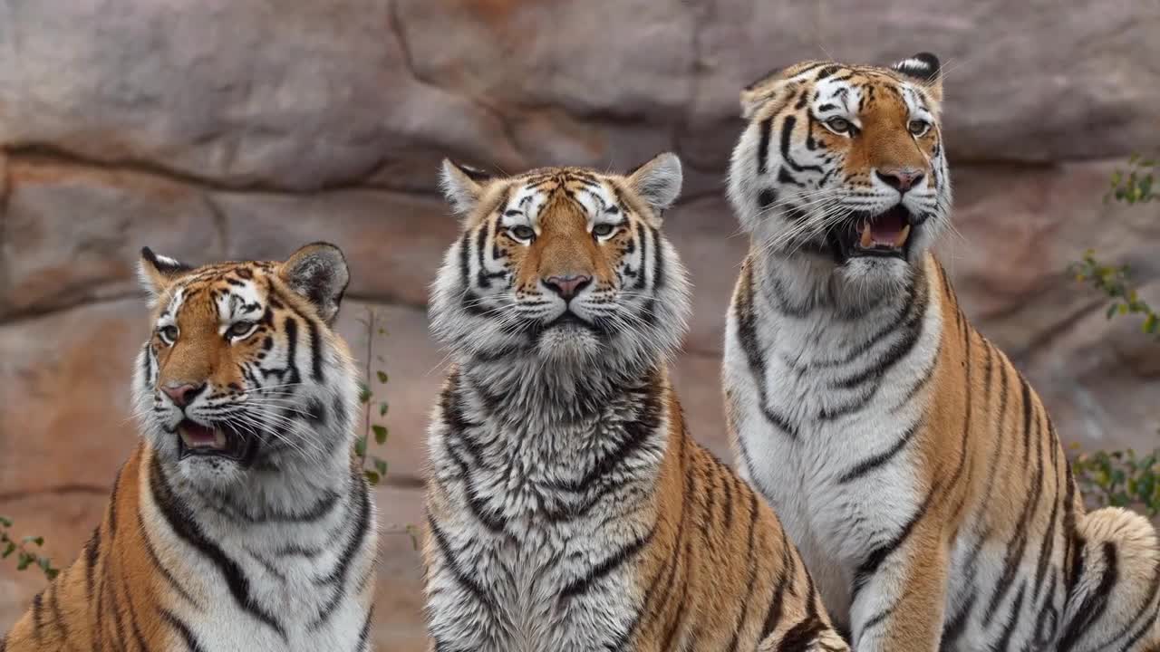 Siberian tiger family, Highest Definition