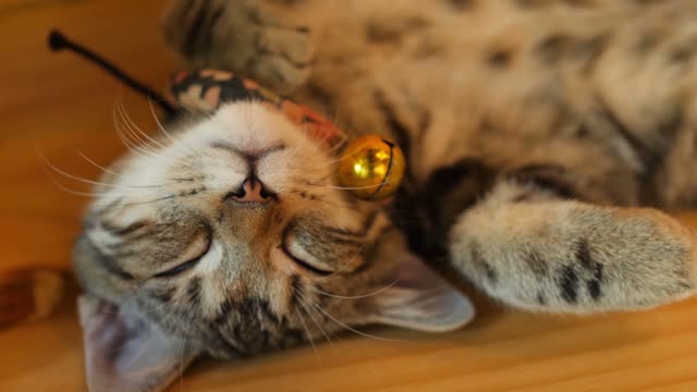 A cute sleeping cat
