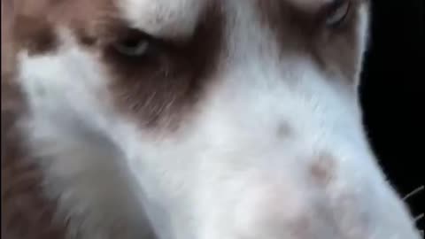 Excited Husky Singing In The Car