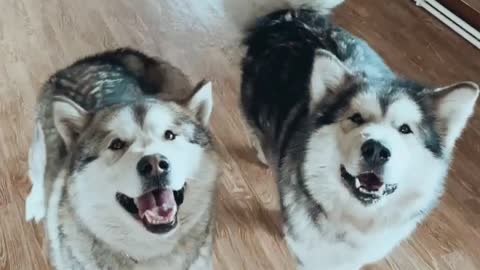 Cute brother and sister Siberian huskies