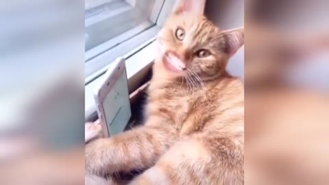 Смешное видео с котиками