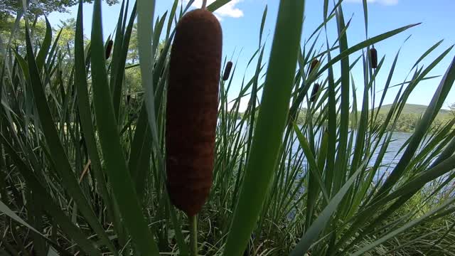 Cattails