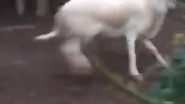 😂Try Not to Laugh Challenge