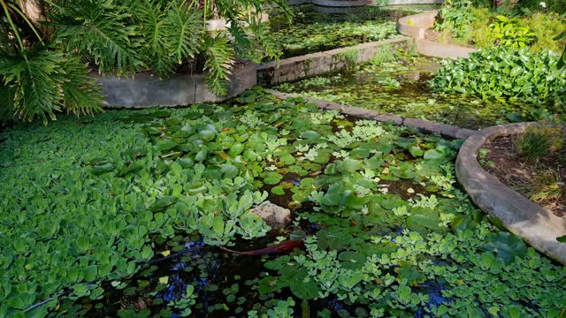 Pond - 66659