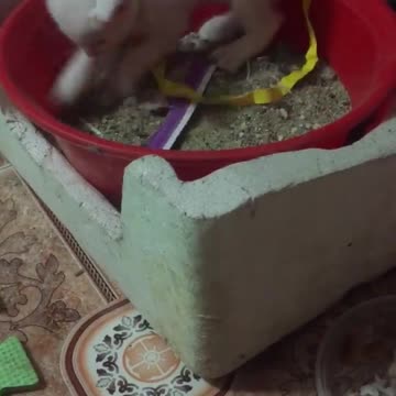 white cat - cute cat