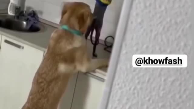 Animals never fail to make us laugh _ super funny animal compilation