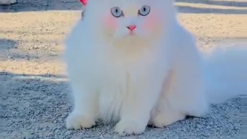 Cute white cat Beaitoful reaction♥♥♥