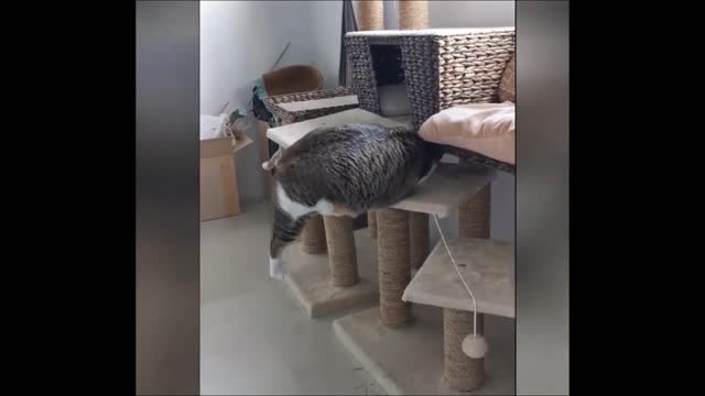 Amputee cat playing