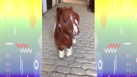 Cute Baby Animals Mashup Tiktok Funny Animals