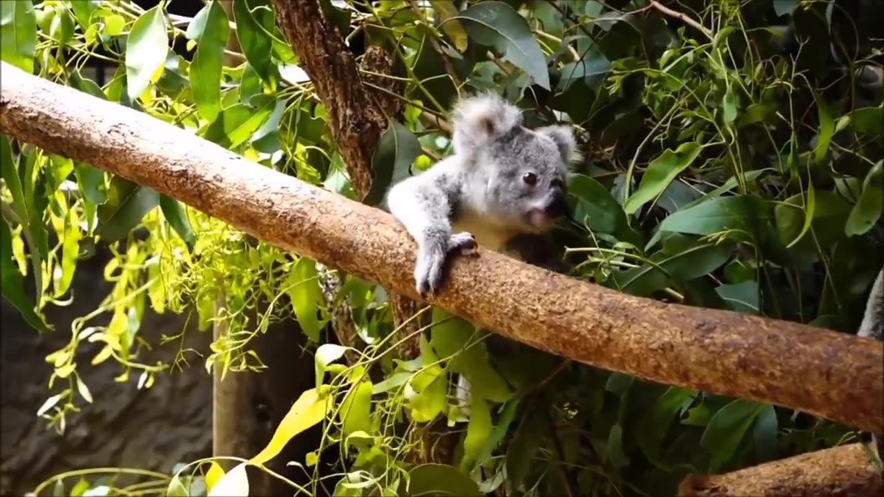 Cutest Baby Koala compilation!!