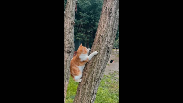 Just watching my cats can make me happy
