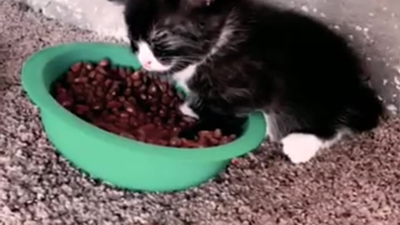 Funny Animals..
