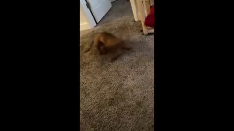 Funny Dachshund