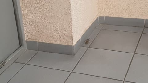 little mouse climbs the wall well