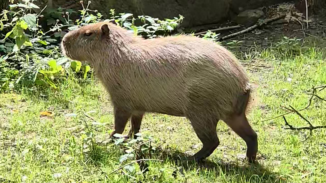 Cute animals